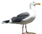 Gull standing